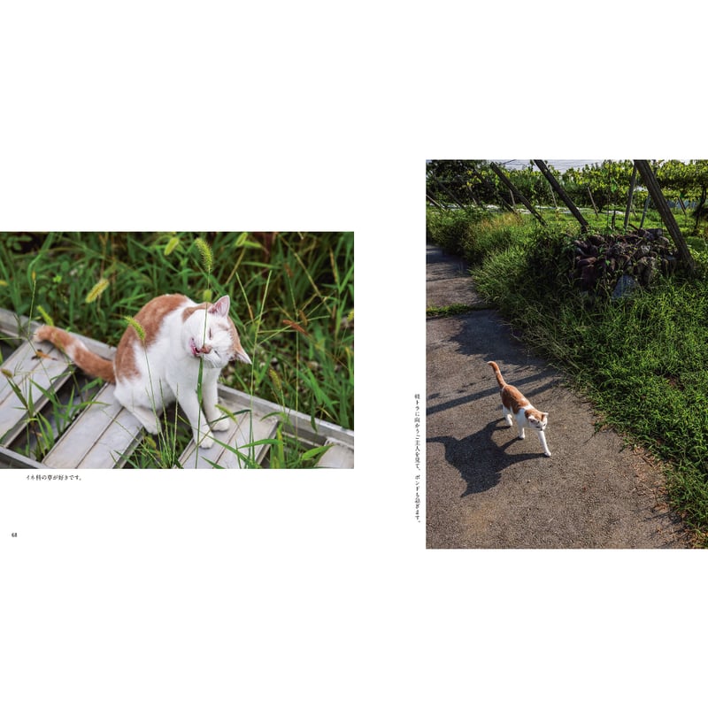 岩合光昭】IWAGO'S BOOK⑨『ボンド 桃農家のねこ』 | Crevis Onlin