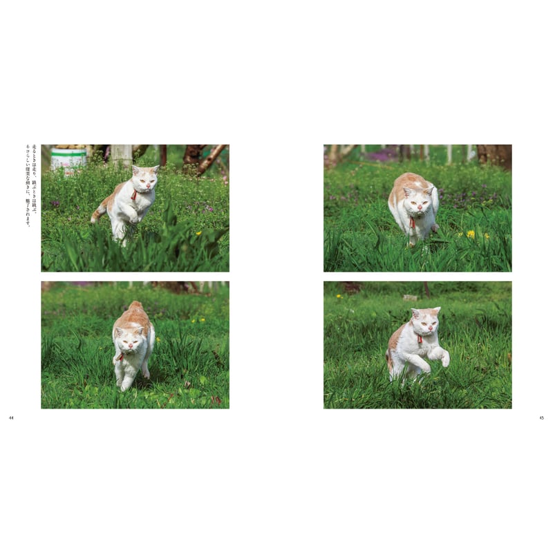 岩合光昭】IWAGO'S BOOK⑨『ボンド 桃農家のねこ』 | Crevis Onlin