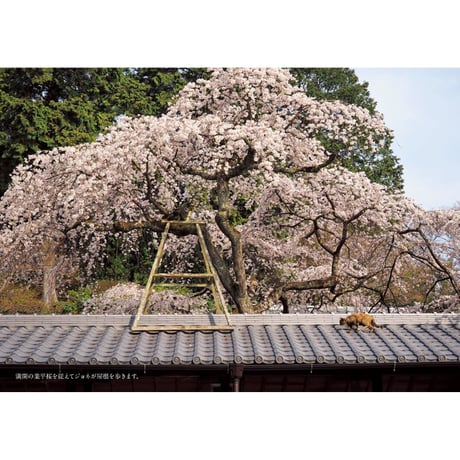【岩合光昭】写真文庫『ねこの京都』