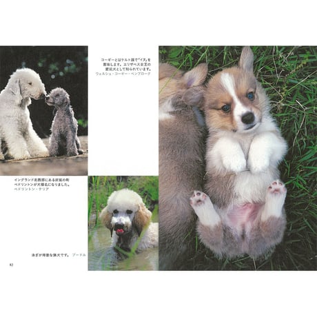 【岩合光昭】写真文庫『いぬ』