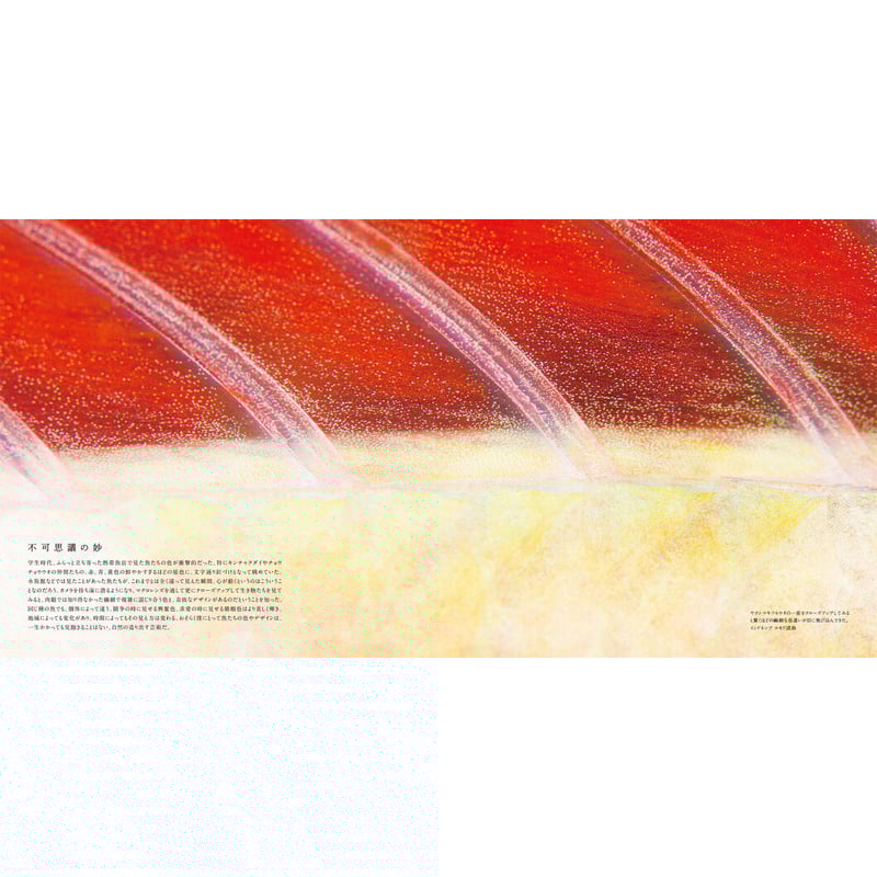 古見きゅう】写真集『The Coral Triangle 〜密林珊瑚〜』 | Crevis