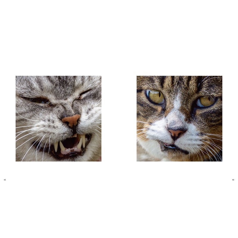 岩合光昭】IWAGO'S BOOK⑧『ねこがお』 | Crevis Online Store