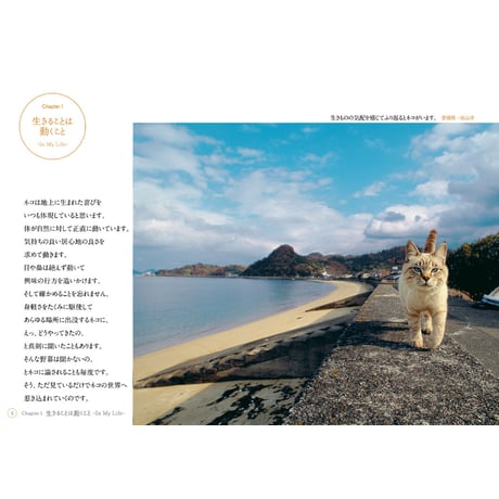 【岩合光昭】写真文庫『ねこ』