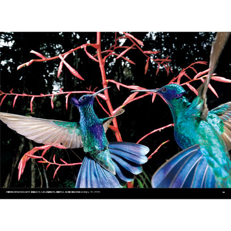 【山口大志】写真集『AMAZON 密林の時間』