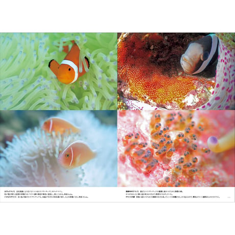 【中村卓哉】写真集『辺野古ー海と森がつなぐ命』