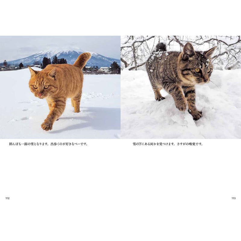岩合光昭】写真文庫『ふるさとのねこ』 | Crevis Online Store