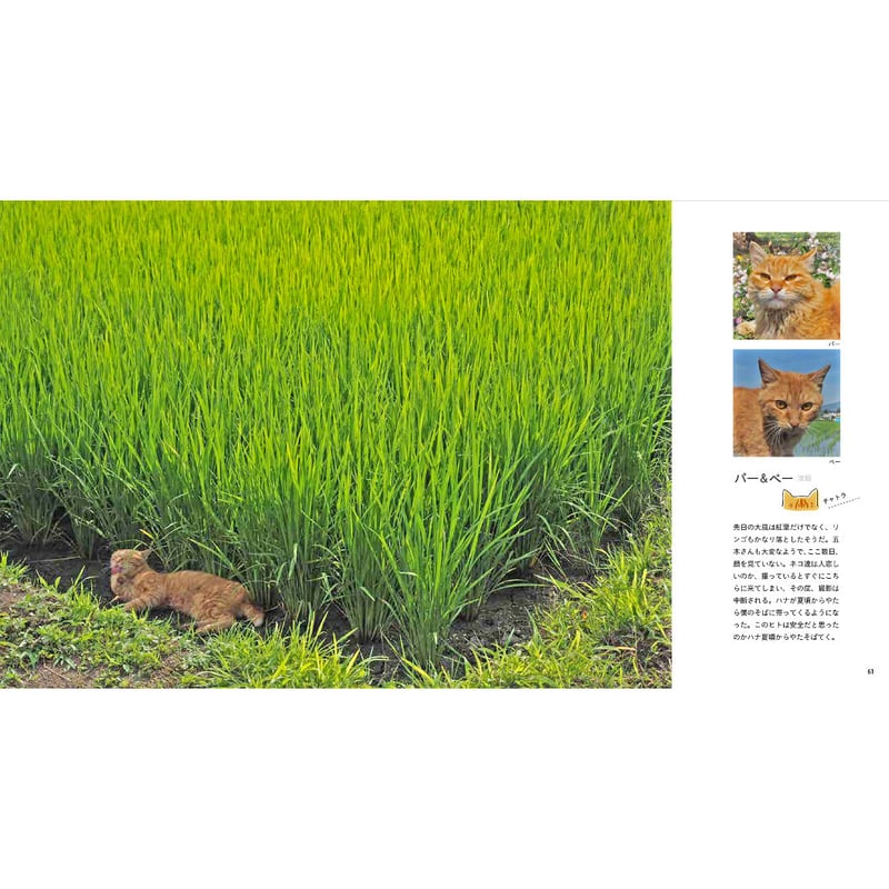 とらねこページ 41MFsHA35lL._AC_SY200_QL15_.jpg