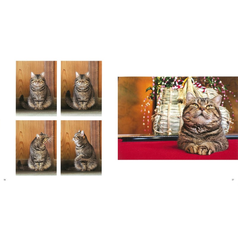 岩合光昭】IWAGO'S BOOK ⑥『吾輩はねこである 名前はベーコン