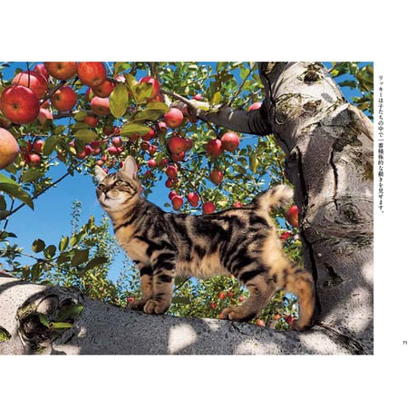 【岩合光昭】写真文庫『ふるさとのねこ』