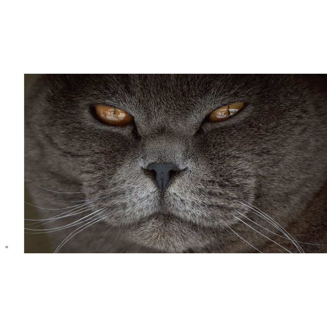 岩合光昭】IWAGO'S BOOK⑧『ねこがお』 | Crevis Online Store