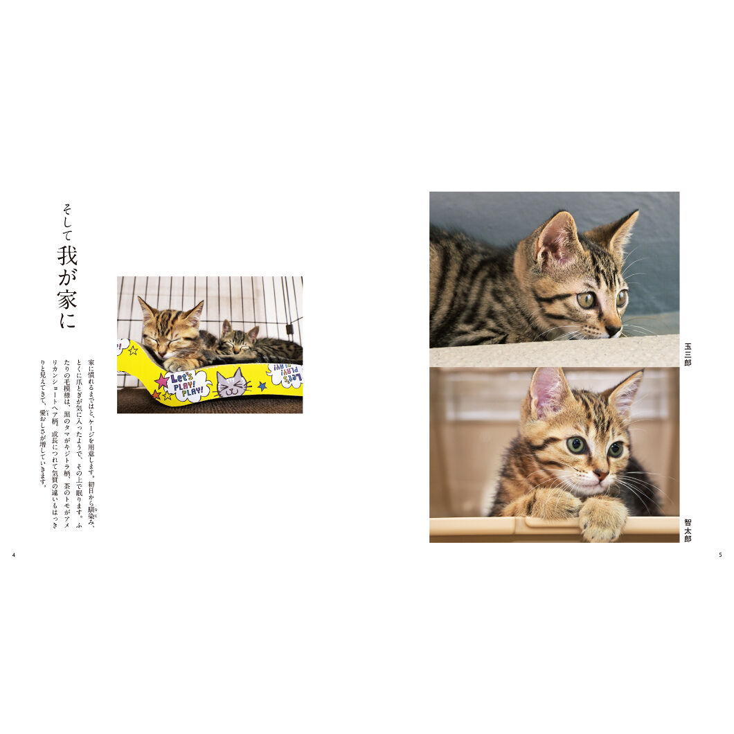 ズッケロとカピートに仔猫が生まれた―写真集 (1978年) - 猫 ズッケロとカピートに仔猫が生まれた―写真集 (1978年) - 猫