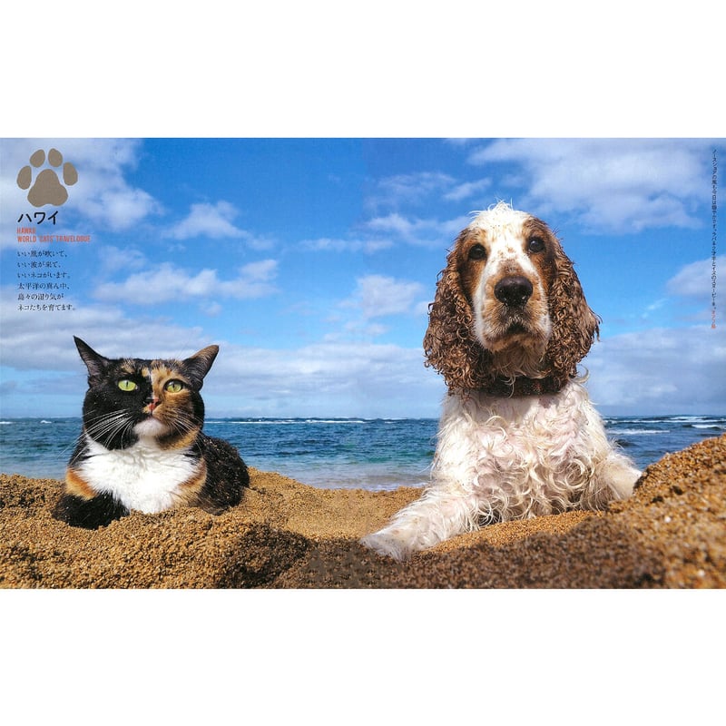 岩合光昭　クジラ　写真パネル　シリアルナンバー入り 岩合光昭 クジラ 写真パネル シリアルナンバー入り 岩合光昭