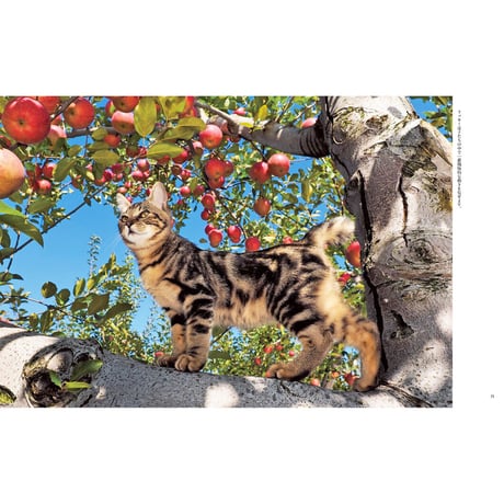 【岩合光昭】写真集『ふるさとのねこ』