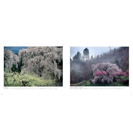 【竹内敏信】写真集『日本の桜』