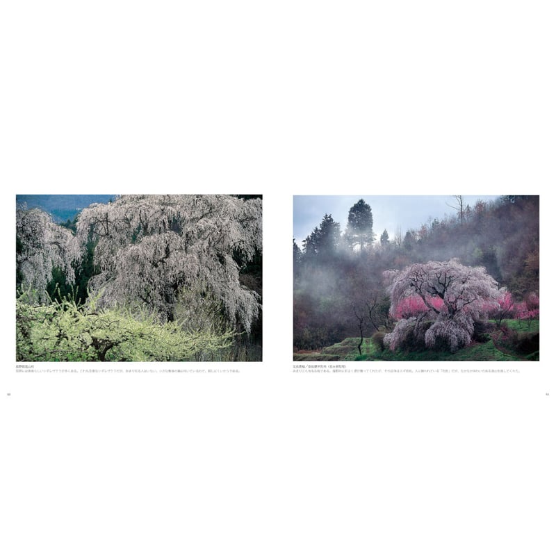 竹内敏信】写真集『日本の桜』 | Crevis Online Store