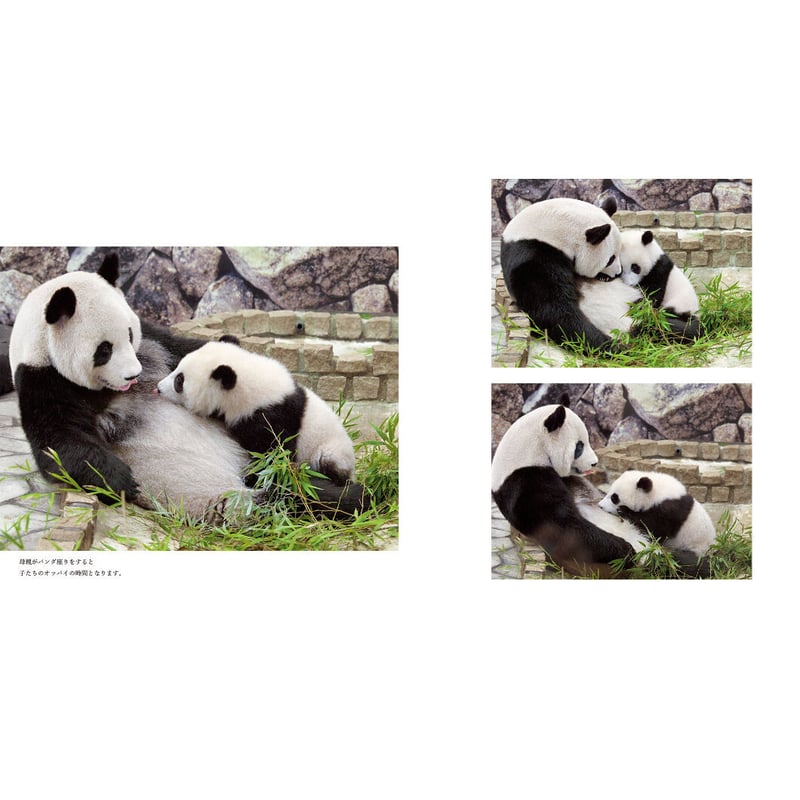 岩合光昭】写真集『ぱんだ』 | Crevis Online Store