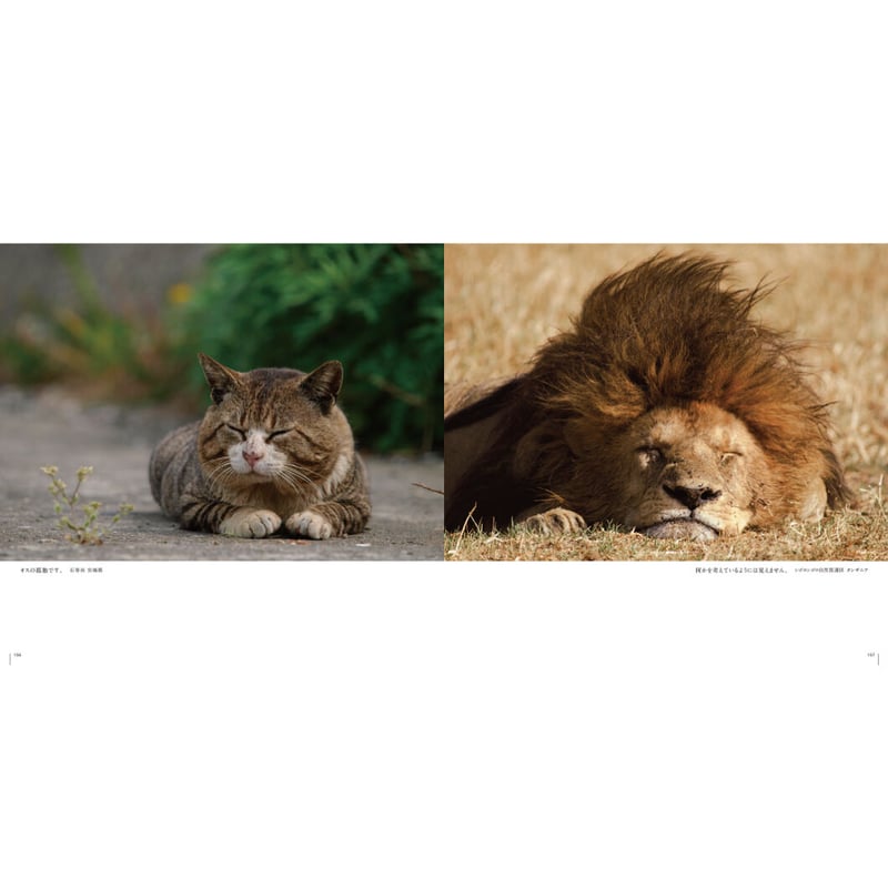 ライオン家族 岩合光昭 写真集8点 ライオン家族 岩合光昭 写真集8点 岩合光昭】写真集『ネコ