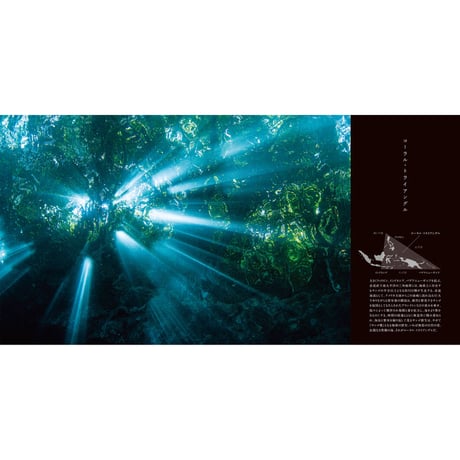【古見きゅう】写真集『The Coral Triangle 〜密林珊瑚〜』
