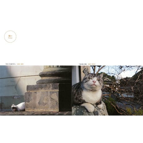 【岩合光昭】写真集『ねこ』