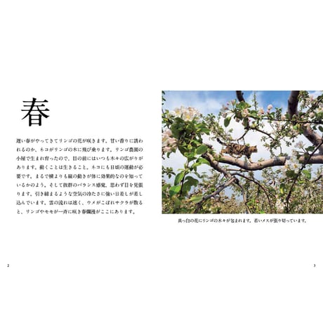 【岩合光昭】写真文庫『ふるさとのねこ』