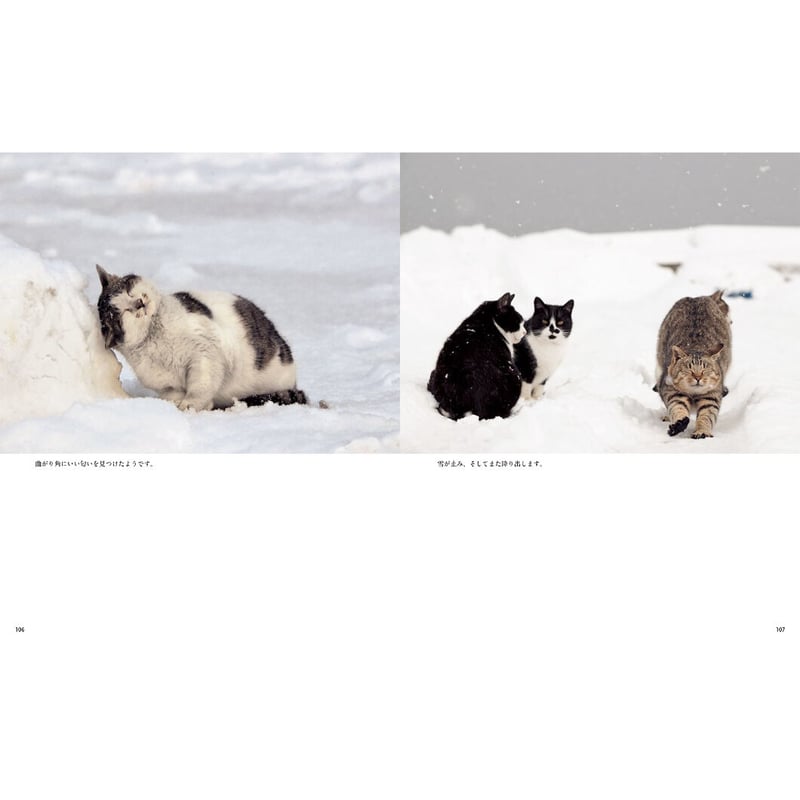 岩合光昭】写真集『ふるさとのねこ』 | Crevis Online Store 岩合光昭】写真集『ふるさとのねこ』 | Crevis Online Store