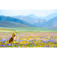 鬼海弘雄】写真集『アナトリア』 | Crevis Online Store