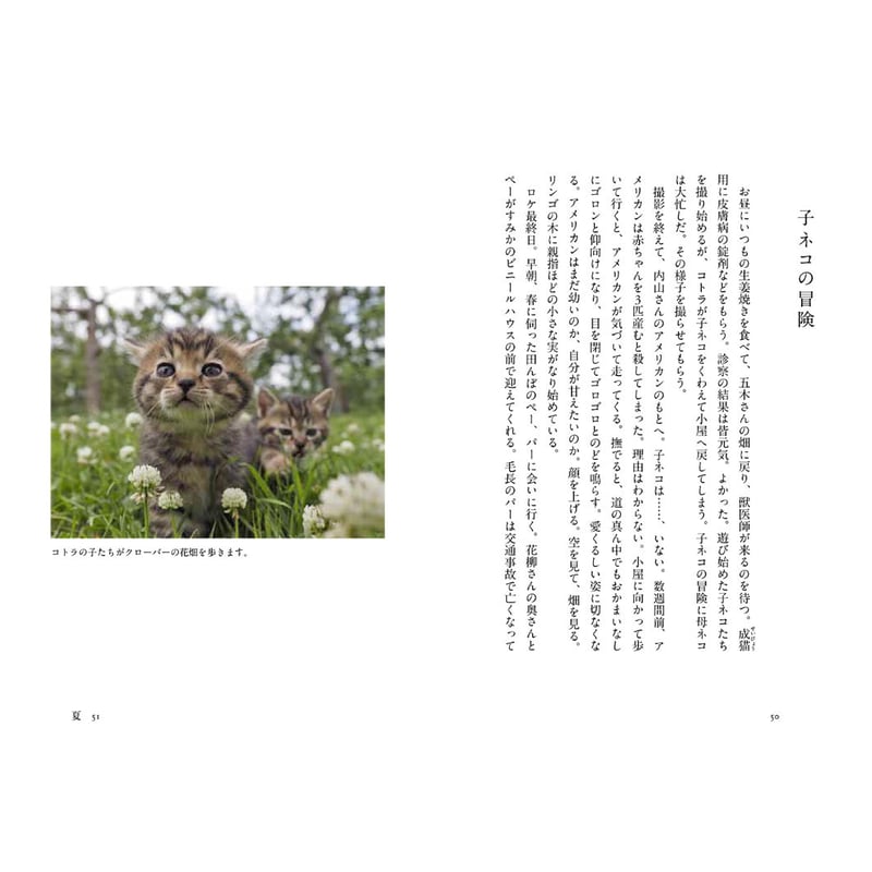 岩合光昭】写文集『コトラ、母になる』 | Crevis Online Store