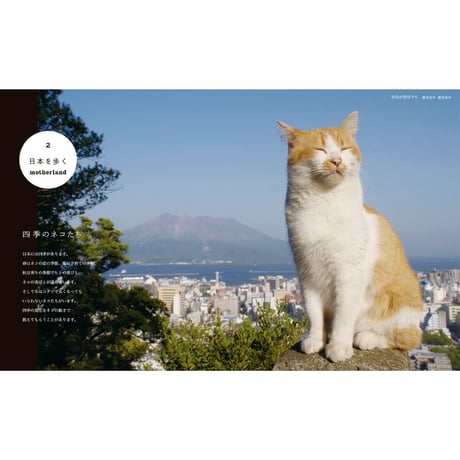 【岩合光昭】写真集『ねこ歩き』