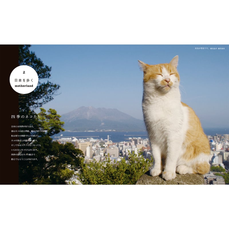 岩合光昭】写真集『ねこ歩き』 | Crevis Online Store 岩合光昭】写真集『ねこ歩き』 | Crevis Online Store