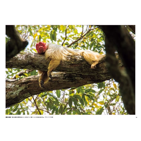 【山口大志】写真集『AMAZON 密林の時間』