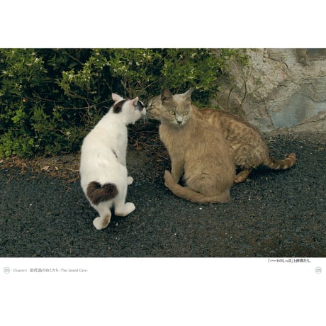 【岩合光昭】写真文庫『ねこ』