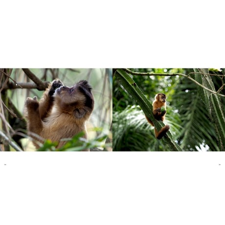 【岩合光昭】写真集『PANTANAL　パンタナール』
