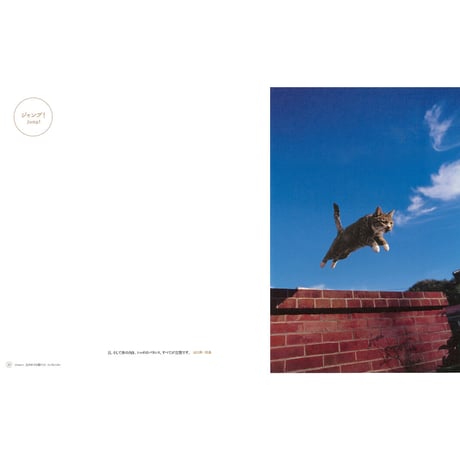 【岩合光昭】写真集『ねこ』