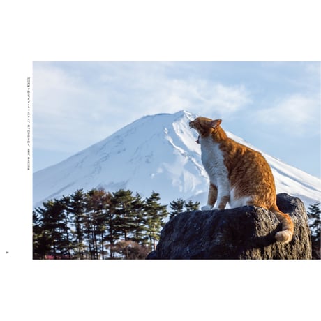 【岩合光昭】写真集『岩合光昭のご当地ねこ』