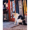 【岩合光昭】写真集『岩合光昭のご当地ねこ』