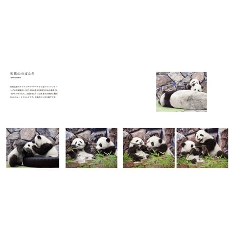 【岩合光昭】写真集『ぱんだ』