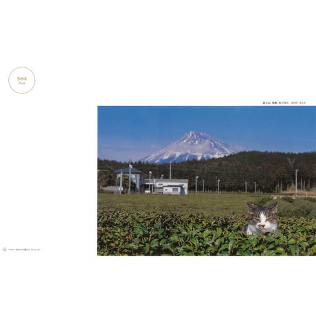 【岩合光昭】写真集『ねこ』