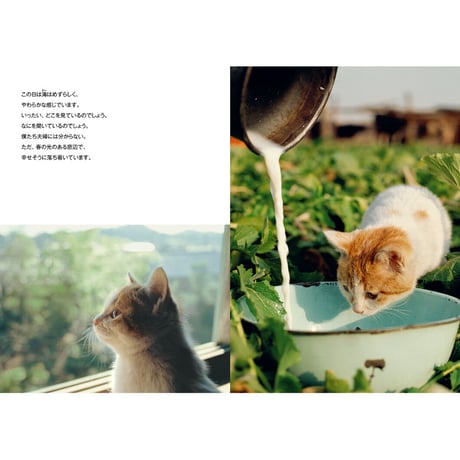【岩合光昭】写真文庫『ねこ』