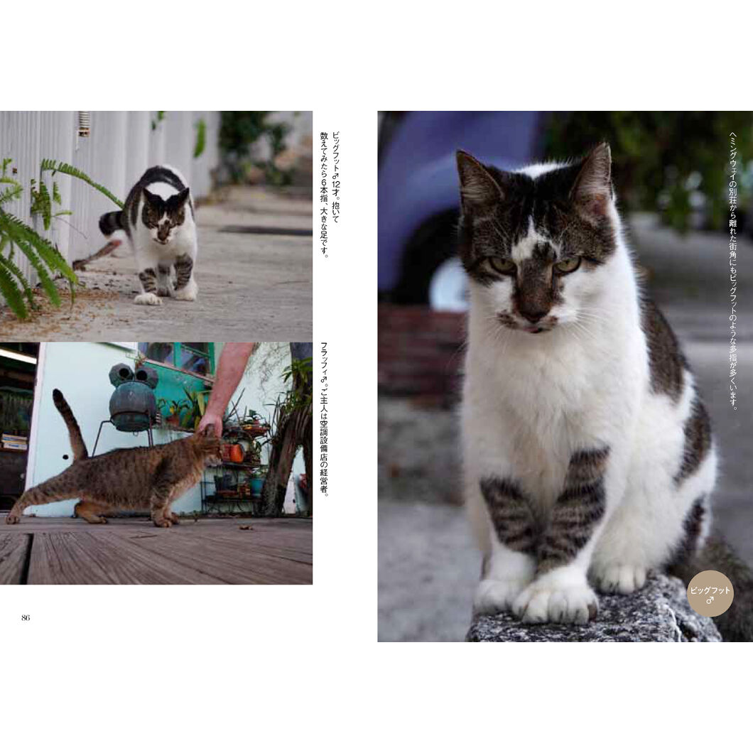 岩合光昭】写真文庫『岩合光昭の世界ネコ歩き』 | Crevis Online Store