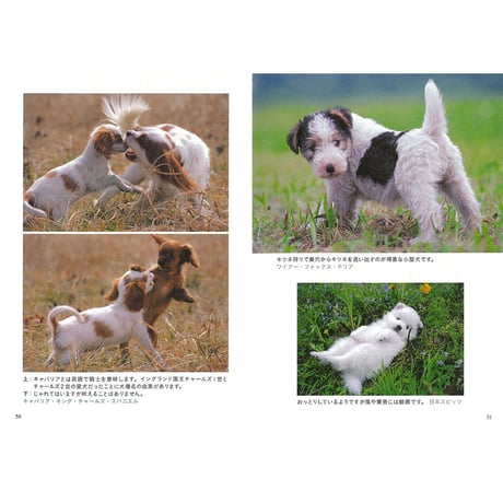 【岩合光昭】写真文庫『いぬ』