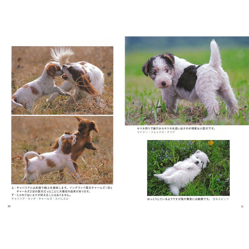 岩合光昭】写真文庫『いぬ』 | Crevis Online Store 岩合光昭】写真文庫『いぬ』 | Crevis Online Store