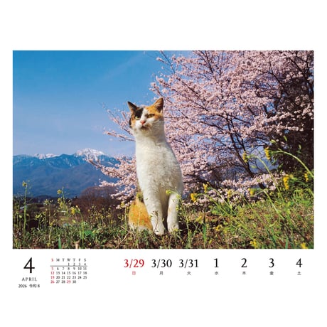 【岩合光昭】　『2026 岩合光昭 ねこ 卓上週めくりカレンダー』