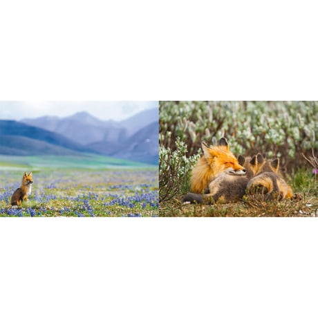 【松本紀生】写真集『原野行』Light of the Wilderness