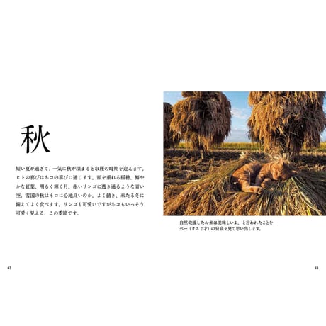 【岩合光昭】写真文庫『ふるさとのねこ』