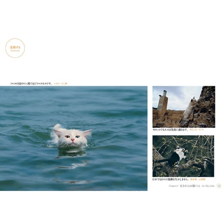 【岩合光昭】写真文庫『ねこ』