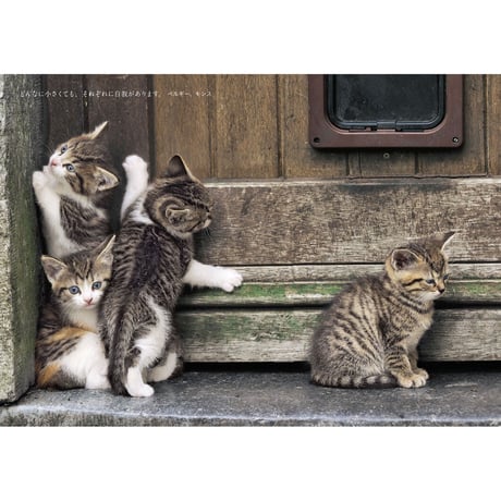 【岩合光昭】写真文庫『こねこ』