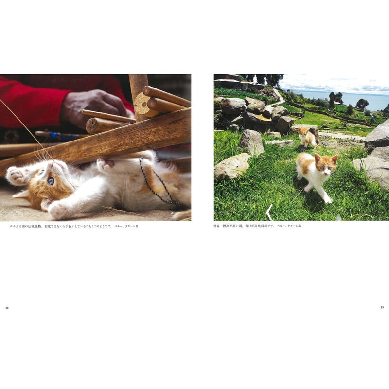 岩合光昭】写真集『こねこ』 | Crevis Online Store 岩合光昭】写真集『こねこ』 | Crevis Online Store