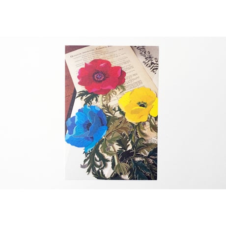 【今森光彦】ポストカード　アネモネ（切り絵）