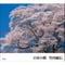 【竹内敏信】写真集『日本の桜』