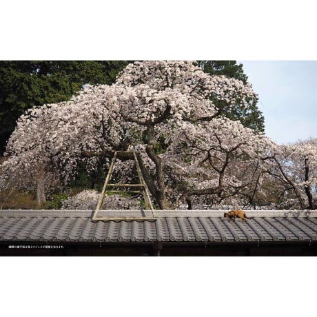 【岩合光昭】写真集『ねこの京都』